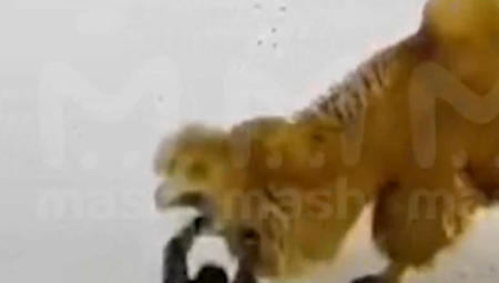 (UZNEMIRAVAJUĆI SNIMAK) KAMILA UBILA RUSA! Udarao je dok je ležala, a onda je počeo horor! (VIDEO)