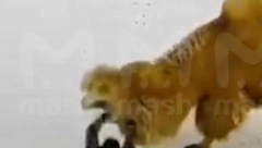 (UZNEMIRAVAJUĆI SNIMAK) KAMILA UBILA RUSA! Udarao je dok je ležala, a onda je počeo horor! (VIDEO)