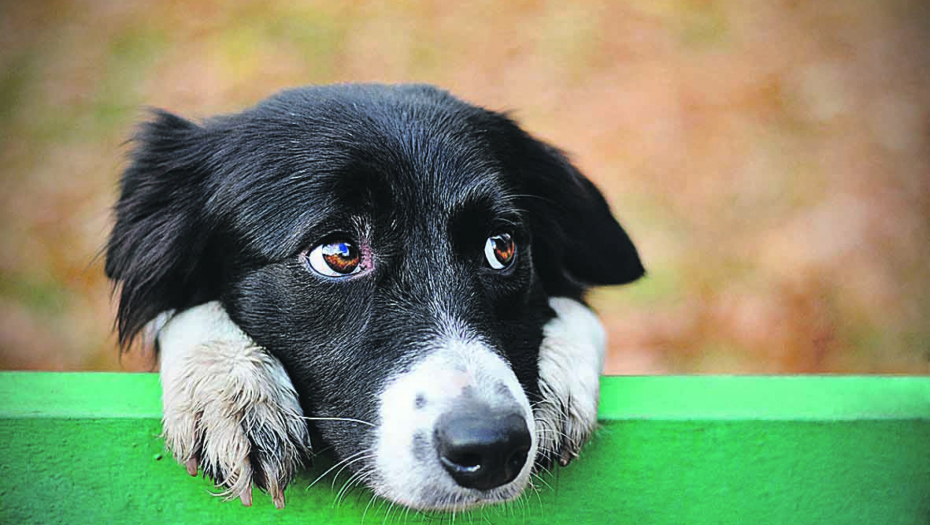Obožavaju ga: Da li psi smeju da jedu kukuruz?