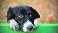 Obožavaju ga: Da li psi smeju da jedu kukuruz?