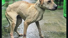 SKANDAL U VELIKOM GRADIŠTU Osumnjičeni volonter tvrdi da je brinuo o psima, a 120 njih je uginulo od gladi i žeđi!