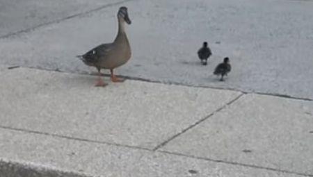 VIC DANA Plivaju dve patke...