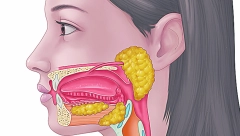 NE ZNAMO ŠTA SVE IMAMO U GLAVI Naučnici slučajno otkrili novi organ