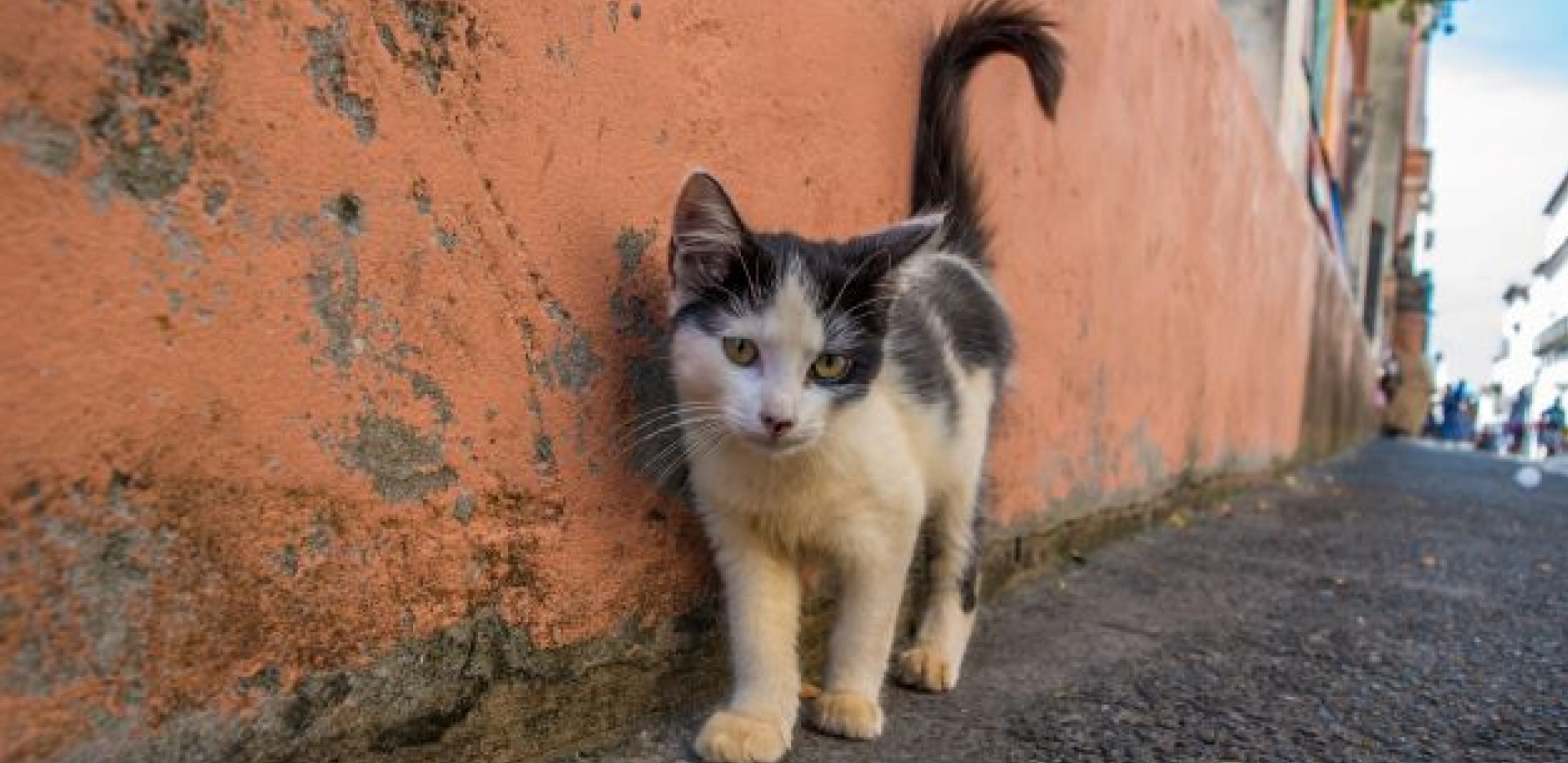 SVET U STRAHU ZBOG POMORA MAČAKA U POLJSKOJ Postoji rizik od zaražavanja ljudi, mutacija bi mogla da pokrene pandemiju