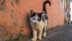 NARODNO VEROVANJE ZA KOJE MALO KO ZNA Ako mačka uradi ovo blizu vas, ubrzo ćete se "ubiti" od para