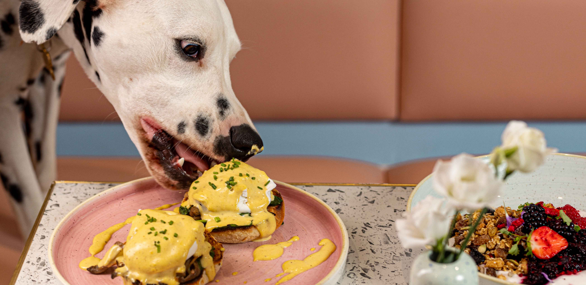 ŠAPA GORE U Londonu otvoren restoran za kuce koje vole lepo da se najedu