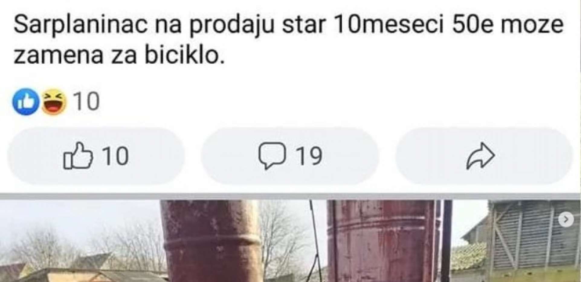 ŠOK! Prodajem psa za 50 evra, može i zamena za bicikl