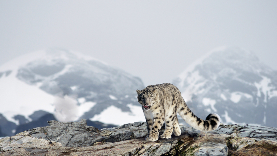 HOROSKOP ZA NEDELJU, 5. FEBRUAR Ovan se zaljubljuje na prvi pogled, kod Raka će doći do svađe u porodici, Vodoliji moguća povreda