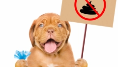 ČISTITE ZA LJUBIMCIMA Gliste iz izmeta mogu da zaraže stotine pasa, ali i njihove vlasnike