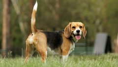 Imaju posebno osetljiva čula: Psi mogu da predosete zemljotres