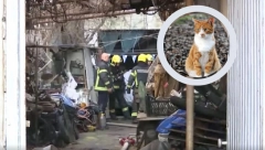 MAČKA SPASLA SVOG VLASNIKA IZ POŽARA Kućni ljubimac sprečio tragediju na Vračaru! (FOTO)