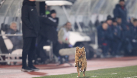 BAŠ MU SE IGRAO FUDBAL Nezvani gost prekinuo meč Partizana i Mladosti (FOTO)
