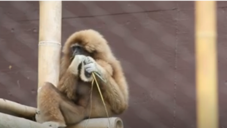 LOKALCI ZATVORILI RADNJE, TURISTI BEŽE Haos na Tajlandu, armija majmuna teroriše grad (VIDEO)