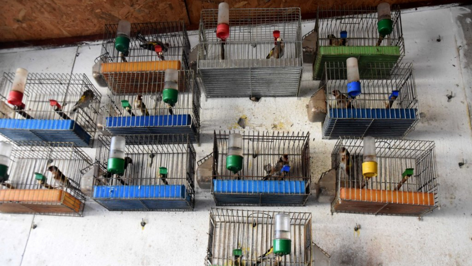 LOVIO I ZLOSTAVLJAO PTICE Uhapšen muškarac u Subotici, u stanu mu našli zamke i kaveze! (FOTO)