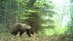 NAPADAJU I U LJUBLJANI! Sloveniaj pod uzbunom zbog medveda, zveri ulaze u gradove!