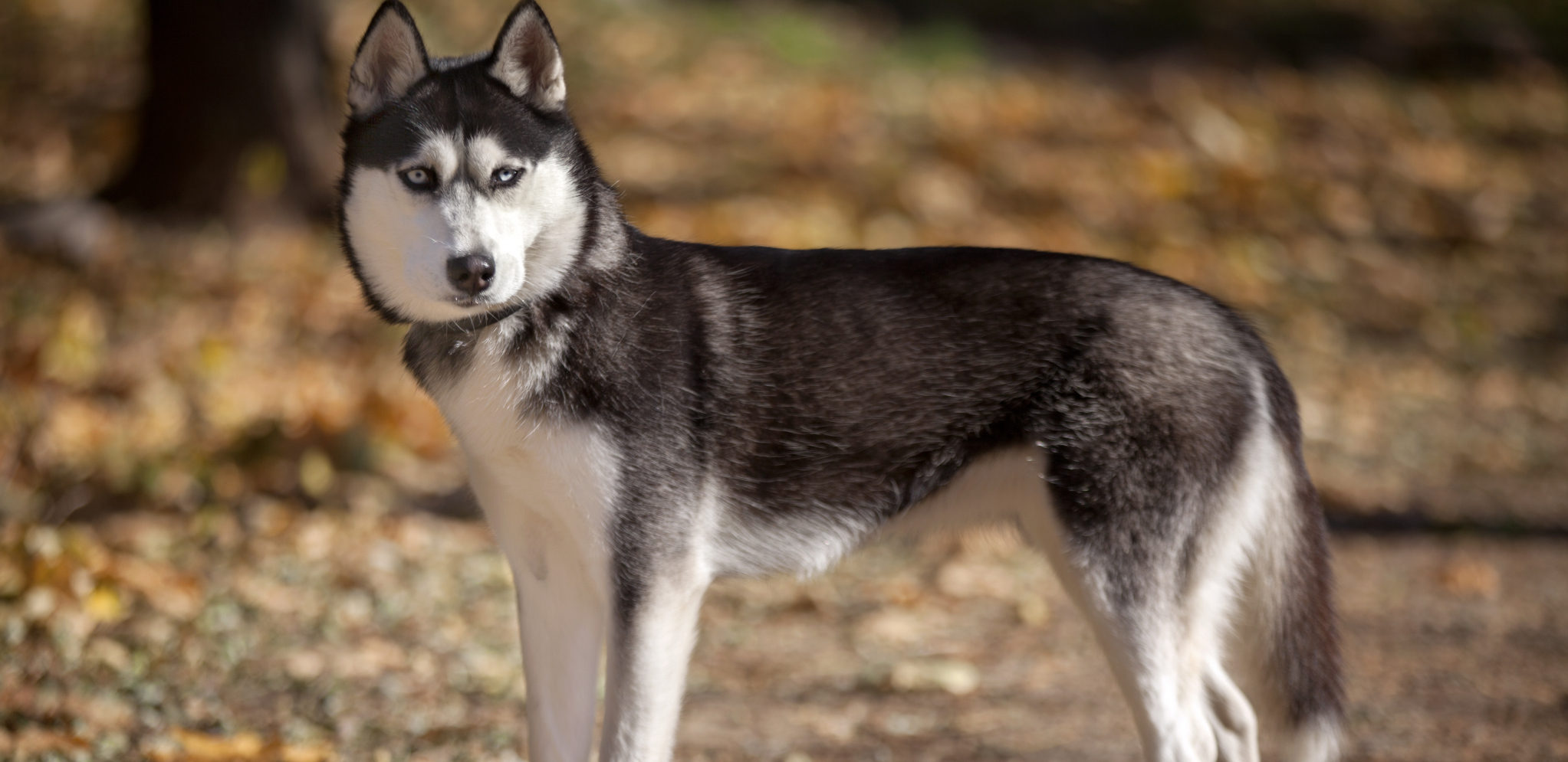 NESTAO HASKI, VLASNICI PODIGLI DRON Kada su videli šta je na snimku, ostali u neverici! (VIDEO)