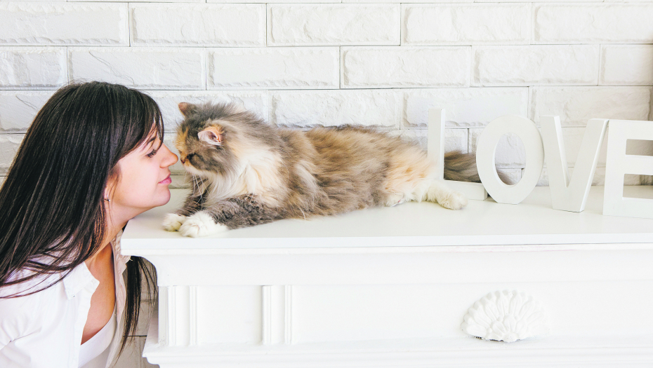 Znate li zašto mačke trljaju njušku o predmete ili ljude?!! Postoji nekoliko teorija!