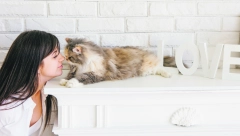 Znate li zašto mačke trljaju njušku o predmete ili ljude?!! Postoji nekoliko teorija!