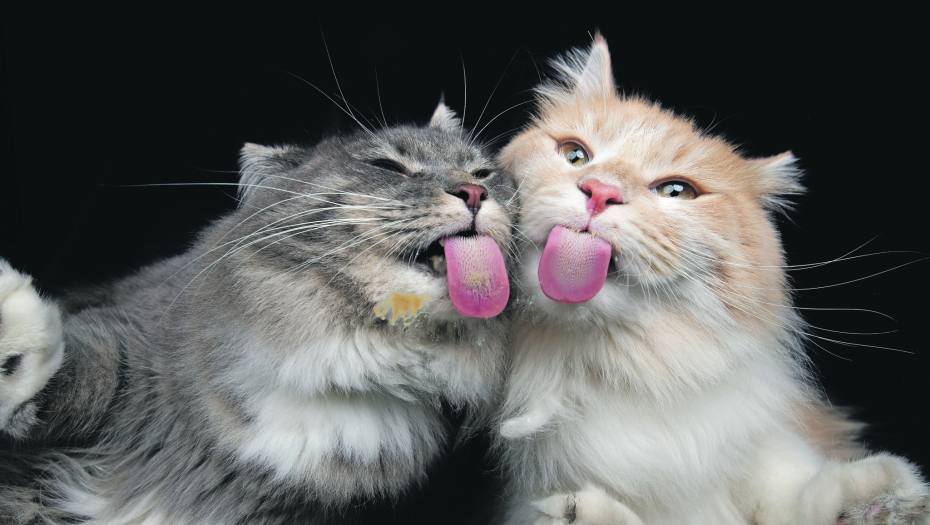 Jezik mačke prekriven je minijaturnim bodljama a one su tu iz veoma bitnog razloga