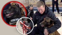 ZIGI JE KRZNENI HEROJ BEZ KOG SE NE MOŽE! Spasilac Radojević: Pas je najvažniji, od njega sve zavisi (FOTO/VIDEO)