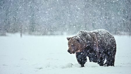 "UJEO GA I GREBAO" Medved povredio danskog skijaša na Šar planini
