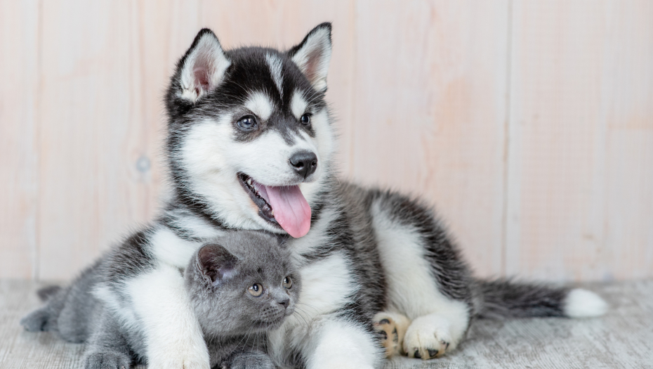 POKAŽIMO IM KOLIKO NAM ZNAČE Danas je Dan ljubavi prema kućnim ljubimcima