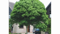 STABLO NIKAD NE SECITE Veruje se da u krošnjama ovog drveta žive vile, a cvetovi su mu blagorodni