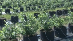 NA OVOM POSLU SEZONCI ĆE UZIMATI I DO 60 EVRA DNEVNICU Sezona počinje, od ovoga zavisi koliko će radnici dobiti