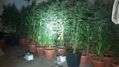 ZAPLENJENO SKORO 1.000 STABILJKA TRAVE Pronađena laboratorija za uzgoj marihuane u Čačku