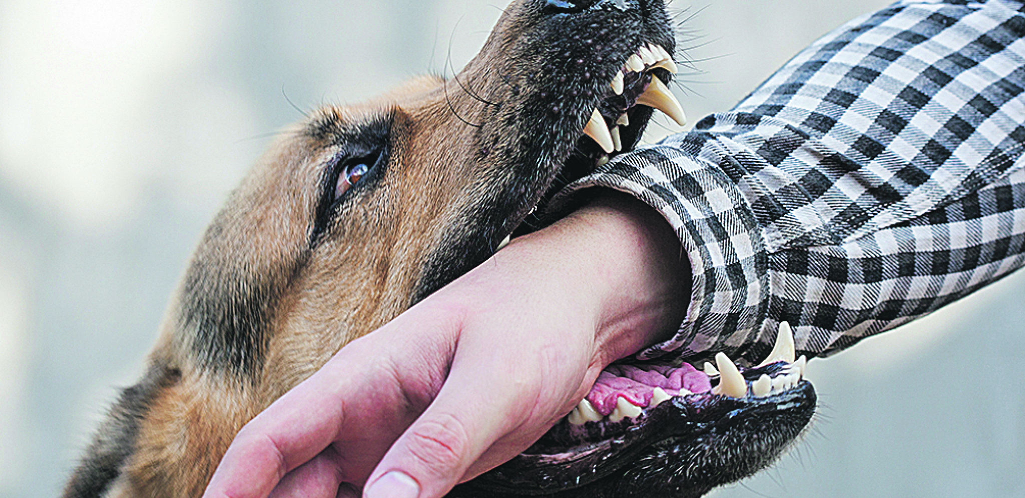 Saveti šta da radite ako vas napadne agresivan pas NE MAŠITE RUKAMA I NE VIČITE!