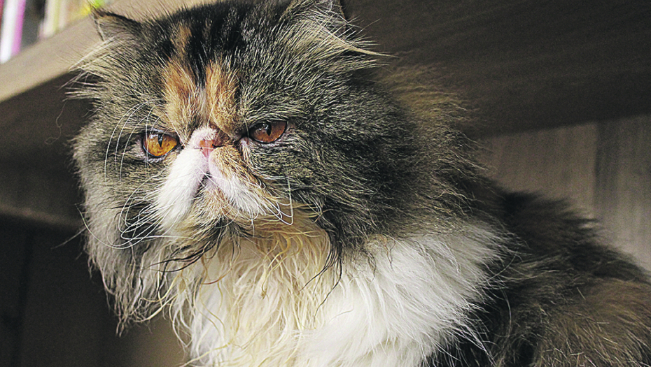 POSTOJE STVARI KOJE NE VOLE: Ako radite ovo, samo ćete iznervirati svoju mačku