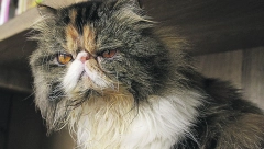 Prepoznajte kada je VAŠA MAČKA LJUTA i kada treba da se joj se sklonite s puta!