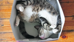 Ako vam je MAČKA POD STRESOM, uz ovaj jednostavan trik povratite joj dobro raspoloženje