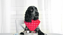 Usrećite svog najbolje četvoronožnog prijatelja domaćim ručkom koji se brzo pravi ZASLUŽIO JE!