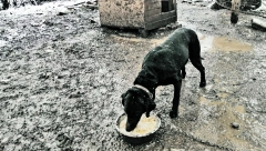 Skromno čeljade AVLIJANERKI Ne treba mnogo: - dovoljan joj je topli obrok