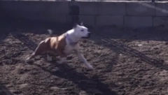 STRAVIČNA SCENA SE PONOVO DESILA Staford napao tinejdžera i njegovog psa u Vojvode Vlahovića (VIDEO)