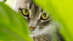 OD KUĆNIH LJUBIMACA PRAVILI KOBASICE Policija u Kini spasila oko 1.000 mačaka iz kamiona na putu prema klanici