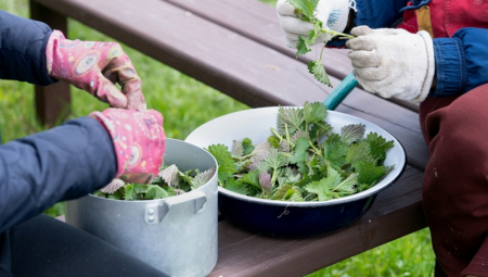 HRANA DUGOVEČNOSTI Tri seljačka jela od koprive sprečavaju anemiju i senilnost