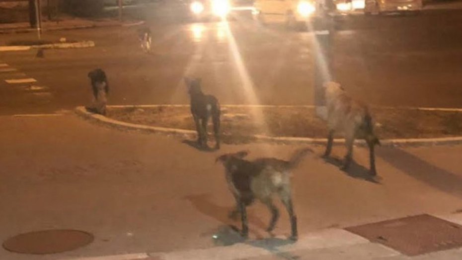 ZA NEDELJU DANA IZUJEDALI PETORO DECE! Oba psa pripadaju istom vlasniku, slučaj preuzela policija!