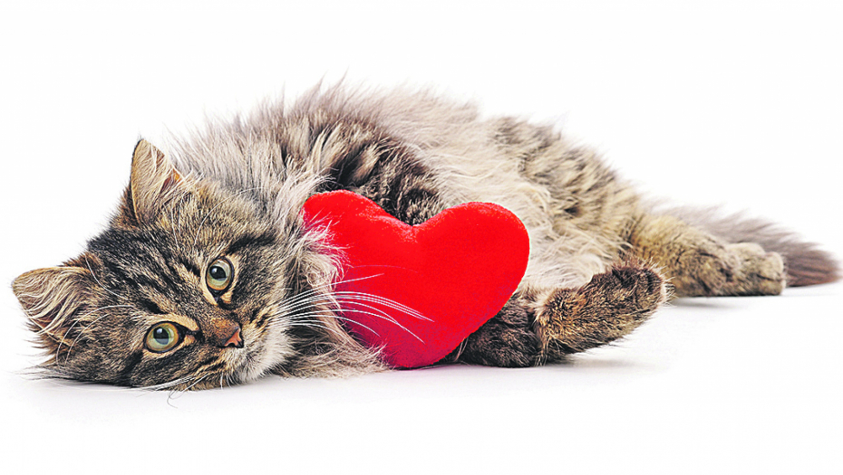 OBJAVA DEČAKA IZ BATAJNICE DIRA PRAVO U SRCE „Mnogo mi nedostaje, ne mogu da učim“, napisao je mališan u oglasu