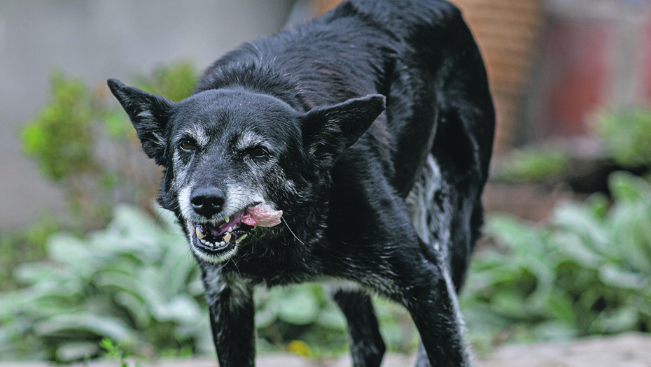 Pas izujedao desetogodišnjaka u Čačku