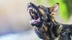 UŽAS NA KARABURMI Pas izujedao dete u školskom dvorištu, vlasnica pobegla (VIDEO)