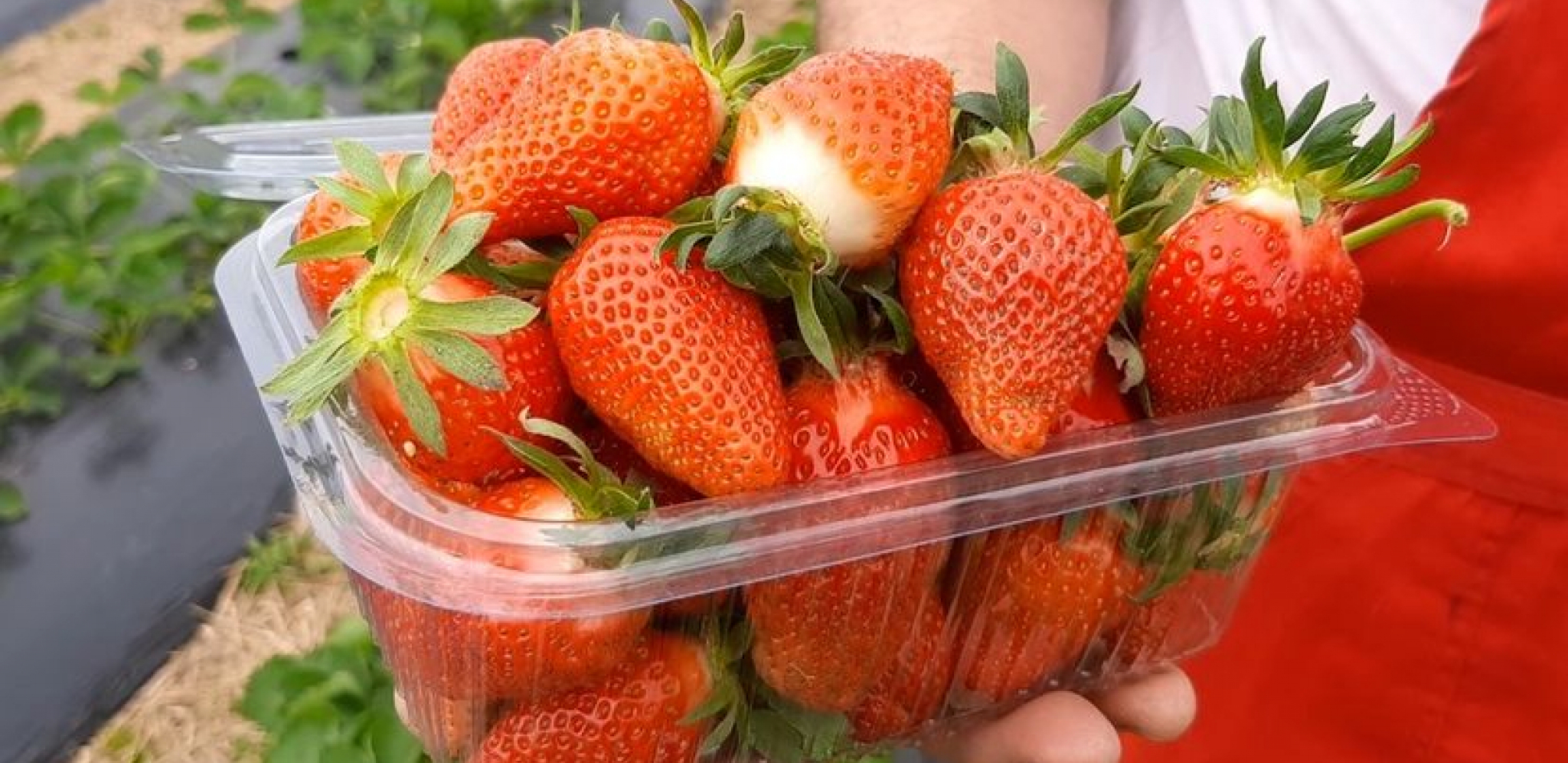 RISTIĆIMA I U NOVEMBRU SVE PUNO ZRELIH JAGODA: A evo zašto kidaju plodove