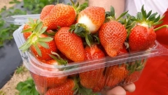 KAKO DA PREPOZNATE "GMO" JAGODE? Uz ovaj trik ćete moći da proverite da li su domaće ili tretirane pesticidima