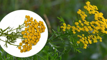 BILJKA "BESMRTNOSTI" Ruski naučnici otkrili sastojak koji može da uspori starenje