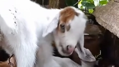 ROĐENA KOZA - PAUK, DOBILA IME MAJA!  Čudo prirode snimljeno kamerom, ljudi u neverici (VIDEO)