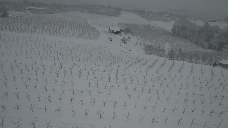 SVE JE UNIŠTENO Sneg i led potpuno će desetkovati rod šljiva u ovom delu Srbije (FOTO)