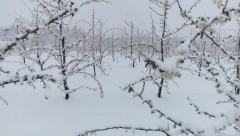 SNEG DONOSI NEOČEKIVANO POSKUPLJENJE  Evo koje tri voćke će biti na udaru
