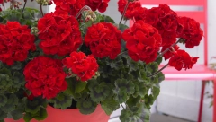 Muškatle će vam rasti i cvetati kao nikada pre: Uz ivicu saksije sipajte samo jednu kap ovog sastojka