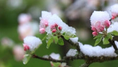 NA VELIKI PETAK SNEG Sutra hladnije, a najviše padavina će biti ovde